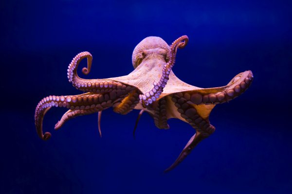 Kraken 15at сайт krakens15 at